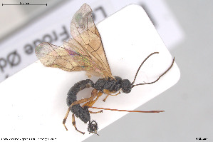  ( - HYMNI3901)  @11 [ ] Creative Commons  Attribution Non-Commercial Share-Alike (2025) NTNU University Museum, Department of Natural History NTNU University Museum, Department of Natural History