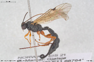  ( - HYMNI3902)  @11 [ ] Creative Commons  Attribution Non-Commercial Share-Alike (2025) NTNU University Museum, Department of Natural History NTNU University Museum, Department of Natural History