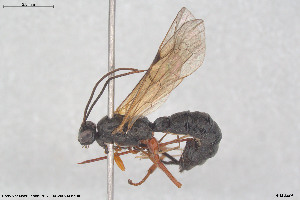  ( - HYMNI3903)  @11 [ ] Creative Commons  Attribution Non-Commercial Share-Alike (2025) NTNU University Museum, Department of Natural History NTNU University Museum, Department of Natural History