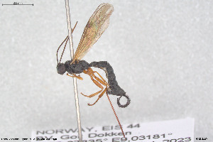  ( - HYMNI3904)  @11 [ ] Creative Commons  Attribution Non-Commercial Share-Alike (2025) NTNU University Museum, Department of Natural History NTNU University Museum, Department of Natural History