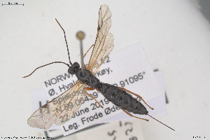  ( - HYMNI3906)  @11 [ ] Creative Commons  Attribution Non-Commercial Share-Alike (2025) NTNU University Museum, Department of Natural History NTNU University Museum, Department of Natural History