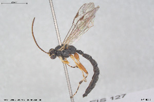  (Tromatobia ovivoria - HYMNI3912)  @11 [ ] Creative Commons  Attribution Non-Commercial Share-Alike (2025) NTNU University Museum, Department of Natural History NTNU University Museum, Department of Natural History