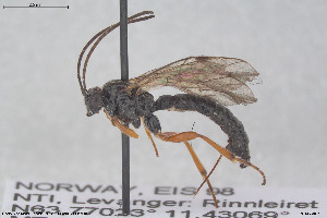  ( - HYMNI3916)  @11 [ ] Creative Commons  Attribution Non-Commercial Share-Alike (2025) NTNU University Museum, Department of Natural History NTNU University Museum, Department of Natural History