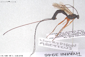  (Liotryphon arcticus - HYMNI3946)  @11 [ ] Creative Commons  Attribution Non-Commercial Share-Alike (2025) NTNU University Museum, Department of Natural History NTNU University Museum, Department of Natural History