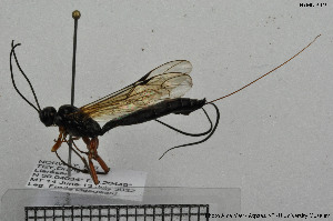  (Atractogaster - HYMNI3949)  @11 [ ] Creative Commons  Attribution Non-Commercial Share-Alike (2025) NTNU University Museum, Department of Natural History NTNU University Museum, Department of Natural History