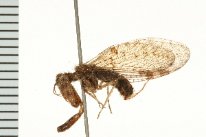 ( - HLC-17287)  @12 [ ] CreativeCommons - Attribution (2008) CBG Photography Group Centre for Biodiversity Genomics