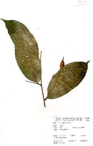  (Celtis philippensis - GH0239)  @11 [ ] No Rights Reserved  Unspecified Unspecified