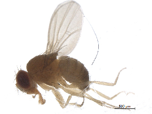  ( - BIORTP-022-B06)  @13 [ ] creative commons  non-commercial only (2016) IIBZ Instituto de Investigaciones Botanicas y Zoologicas, Universidad Autonoma de Santo Domingo UASD