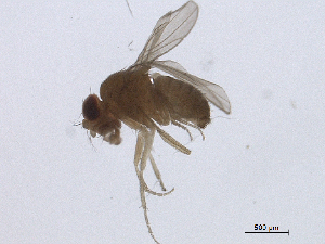  ( - BIORTP-022-B09)  @12 [ ] creative commons  non-commercial only (2016) IIBZ Instituto de Investigaciones Botanicas y Zoologicas, Universidad Autonoma de Santo Domingo UASD