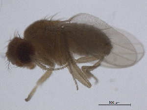  ( - BIORTP-022-B11)  @12 [ ] creative commons  non-commercial only (2016) IIBZ Instituto de Investigaciones Botanicas y Zoologicas, Universidad Autonoma de Santo Domingo UASD