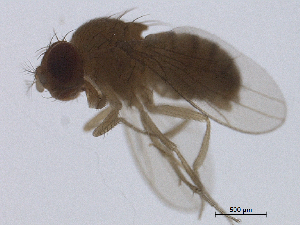  ( - BIORTP-022-C06)  @12 [ ] creative commons  non-commercial only (2016) IIBZ Instituto de Investigaciones Botanicas y Zoologicas, Universidad Autonoma de Santo Domingo UASD