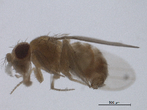  ( - BIORTP-022-C09)  @12 [ ] creative commons  non-commercial only (2016) IIBZ Instituto de Investigaciones Botanicas y Zoologicas, Universidad Autonoma de Santo Domingo UASD