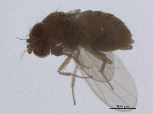  ( - BIORTP-022-C12)  @12 [ ] creative commons  non-commercial only (2016) IIBZ Instituto de Investigaciones Botanicas y Zoologicas, Universidad Autonoma de Santo Domingo UASD