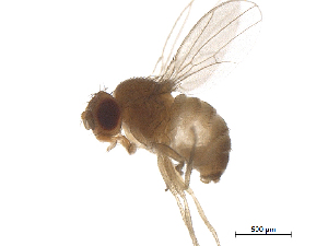  ( - BIORTP-022-D02)  @13 [ ] creative commons  non-commercial only (2016) IIBZ Instituto de Investigaciones Botanicas y Zoologicas, Universidad Autonoma de Santo Domingo UASD