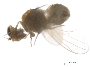  ( - BIORTP-022-D03)  @12 [ ] creative commons  non-commercial only (2016) IIBZ Instituto de Investigaciones Botanicas y Zoologicas, Universidad Autonoma de Santo Domingo UASD