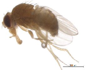  ( - BIORTP-022-D04)  @13 [ ] creative commons  non-commercial only (2016) IIBZ Instituto de Investigaciones Botanicas y Zoologicas, Universidad Autonoma de Santo Domingo UASD