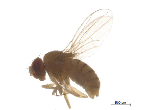  ( - BIORTP-022-D05)  @14 [ ] creative commons  non-commercial only (2016) IIBZ Instituto de Investigaciones Botanicas y Zoologicas, Universidad Autonoma de Santo Domingo UASD