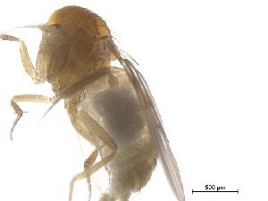  ( - BIORTP-022-D12)  @12 [ ] creative commons  non-commercial only (2016) IIBZ Instituto de Investigaciones Botanicas y Zoologicas, Universidad Autonoma de Santo Domingo UASD