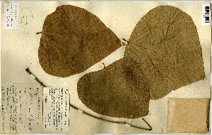 (Erythrina addisoniae - FHO-00020625F)  @11 [ ] Copyright (2013) Cicely Marshall Dept of Plant Sciences, University of Oxford