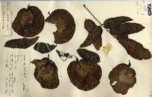  (Pterocarpus mildbraedii - FHO-00020627H)  @11 [ ] Copyright (2013) Cicely Marshall Dept of Plant Sciences, University of Oxford
