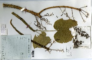  (Hildegardia barteri - FHO-00020630B)  @11 [ ] Copyright (2013) Cicely Marshall Dept of Plant Sciences, University of Oxford