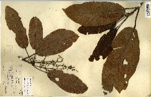  (Sterculia rhinopetala - FHO-00020631C)  @11 [ ] Copyright (2013) Cicely Marshall Dept of Plant Sciences, University of Oxford