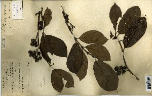  ( - FHO-00020640C)  @11 [ ] Copyright (2013) Cicely Marshall Dept of Plant Sciences, University of Oxford