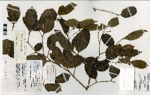  ( - FHO-00020653G)  @11 [ ] Copyright (2013) Cicely Marshall Dept of Plant Sciences, University of Oxford