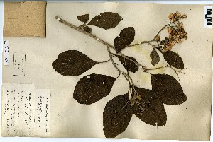  (Vernonia colorata - FHO-00020661F)  @11 [ ] Copyright (2013) Cicely Marshall Dept of Plant Sciences, University of Oxford