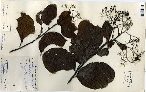  (Ehretia cymosa - FHO-00020662G)  @11 [ ] Copyright (2013) Cicely Marshall Dept of Plant Sciences, University of Oxford