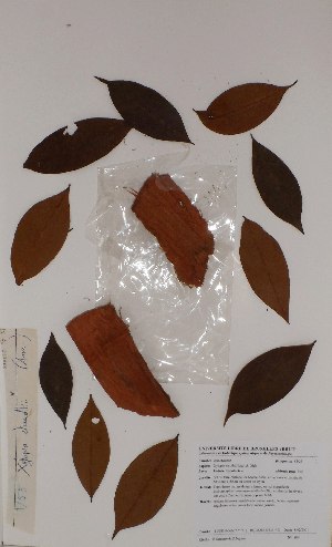  (Xylopia staudtii - BRLU-BS0109)  @11 [ ] CreativeCommons - Attribution Non-Commercial Share-Alike (2013) Unspecified Herbarium de l'Université Libre de Bruxelles