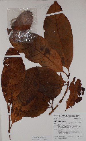  (Corynanthe - BRLU-BS0120)  @11 [ ] CreativeCommons - Attribution Non-Commercial Share-Alike (2013) Unspecified Herbarium de l'Université Libre de Bruxelles