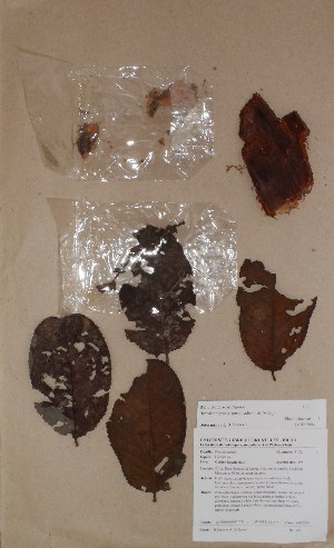  (Homalium patoklaense - BRLU-BS0129)  @11 [ ] CreativeCommons - Attribution Non-Commercial Share-Alike (2013) Unspecified Herbarium de l'Université Libre de Bruxelles