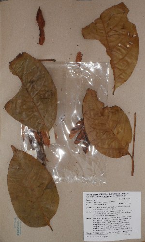  (Placodiscus boya - BRLU-BS0134)  @11 [ ] CreativeCommons - Attribution Non-Commercial Share-Alike (2013) Unspecified Herbarium de l'Université Libre de Bruxelles