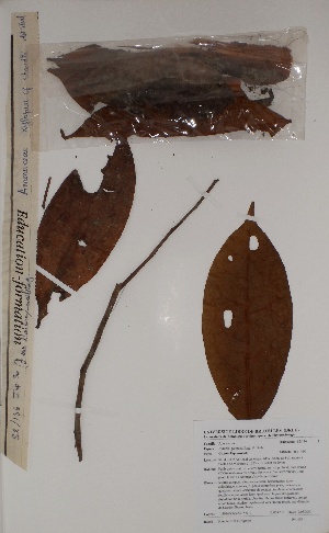  (Xylopia quintasii - BRLU-BS0681)  @11 [ ] CreativeCommons - Attribution Non-Commercial Share-Alike (2013) Unspecified Herbarium de l'Université Libre de Bruxelles