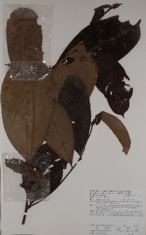  ( - BRLU-BS0692)  @11 [ ] CreativeCommons - Attribution Non-Commercial Share-Alike (2013) Unspecified Herbarium de l'Université Libre de Bruxelles