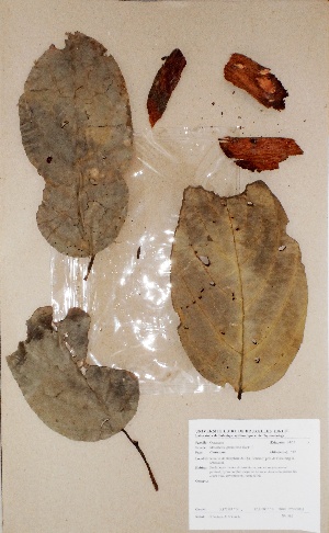  ( - BRLU-BS0989)  @11 [ ] CreativeCommons - Attribution Non-Commercial Share-Alike (2013) Unspecified Herbarium de l'Université Libre de Bruxelles
