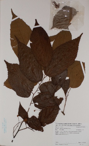  (Duboscia - BRLU-BS1193)  @11 [ ] CreativeCommons - Attribution Non-Commercial Share-Alike (2013) Unspecified Herbarium de l'Université Libre de Bruxelles