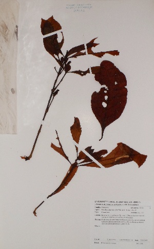  (Nauclea diderrichii - BRLU-BS1198)  @11 [ ] CreativeCommons - Attribution Non-Commercial Share-Alike (2013) Unspecified Herbarium de l'Université Libre de Bruxelles