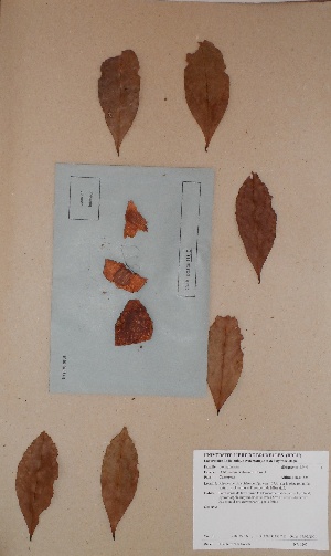  (Ixonanthaceae - BRLU-BS1207)  @11 [ ] CreativeCommons - Attribution Non-Commercial Share-Alike (2013) Unspecified Herbarium de l'Université Libre de Bruxelles