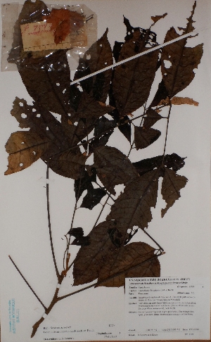  ( - BRLU-BS1220)  @11 [ ] CreativeCommons - Attribution Non-Commercial Share-Alike (2013) Unspecified Herbarium de l'Université Libre de Bruxelles