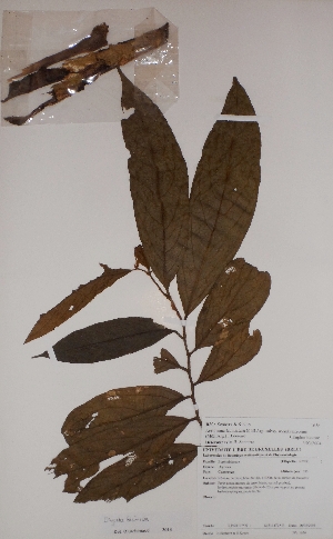  (Antidesma laciniatum - BRLU-BS1656)  @11 [ ] CreativeCommons - Attribution Non-Commercial Share-Alike (2013) Unspecified Herbarium de l'Université Libre de Bruxelles