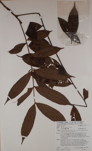  (Trichilia tessmannii - BRLU-BS3025)  @11 [ ] CreativeCommons - Attribution Non-Commercial Share-Alike (2013) Unspecified Herbarium de l'Université Libre de Bruxelles