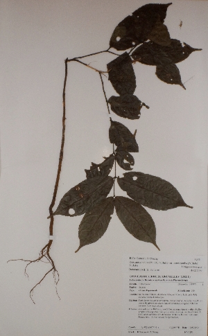 (Reissantia - BRLU-BS3286)  @11 [ ] CreativeCommons - Attribution Non-Commercial Share-Alike (2013) Unspecified Herbarium de l'Université Libre de Bruxelles
