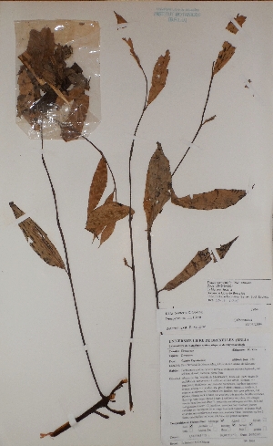  ( - BRLU-BS3964)  @11 [ ] CreativeCommons - Attribution Non-Commercial Share-Alike (2013) Unspecified Herbarium de l'Université Libre de Bruxelles