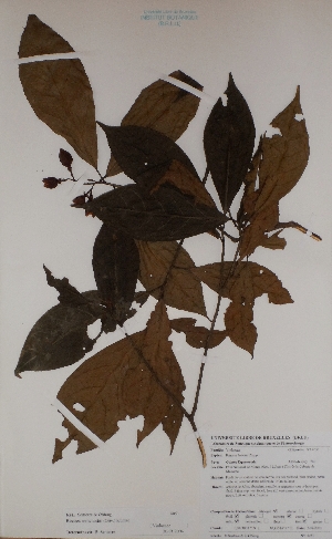  (Rinorea welwitschii - BRLU-BS4051)  @11 [ ] CreativeCommons - Attribution Non-Commercial Share-Alike (2013) Unspecified Herbarium de l'Université Libre de Bruxelles