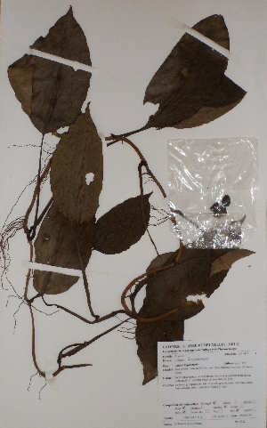  (Culcasia barombensis - BRLU-BS4322)  @11 [ ] CreativeCommons - Attribution Non-Commercial Share-Alike (2013) Unspecified Herbarium de l'Université Libre de Bruxelles