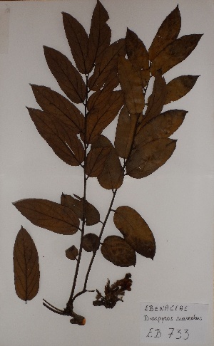  (Diospyros suaveolens - BRLU-EB0733)  @11 [ ] CreativeCommons - Attribution Non-Commercial Share-Alike (2013) Unspecified Herbarium de l'Université Libre de Bruxelles