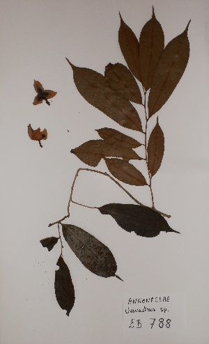  (Uvariastrum sp - BRLU-EB0788)  @11 [ ] CreativeCommons - Attribution Non-Commercial Share-Alike (2013) Unspecified Herbarium de l'Université Libre de Bruxelles