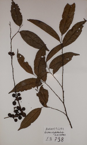  (Greenwayodendron suaveolens var. suaveolens - BRLU-EB0798)  @11 [ ] CreativeCommons - Attribution Non-Commercial Share-Alike (2013) Unspecified Herbarium de l'Université Libre de Bruxelles
